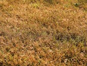 Close-up of brown and green grass under bright sunlight, showcasing a dry lawn in early autumn.