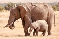 pexels photo 18115734 18115734 A mother African elephant with her calf in the vibrant savanna landscape, showcasing wildlife in nature.